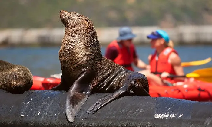 2-Hour Guided Kayak Tour