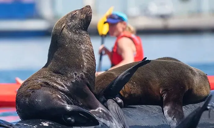 2-Hour Guided Kayak Tour
