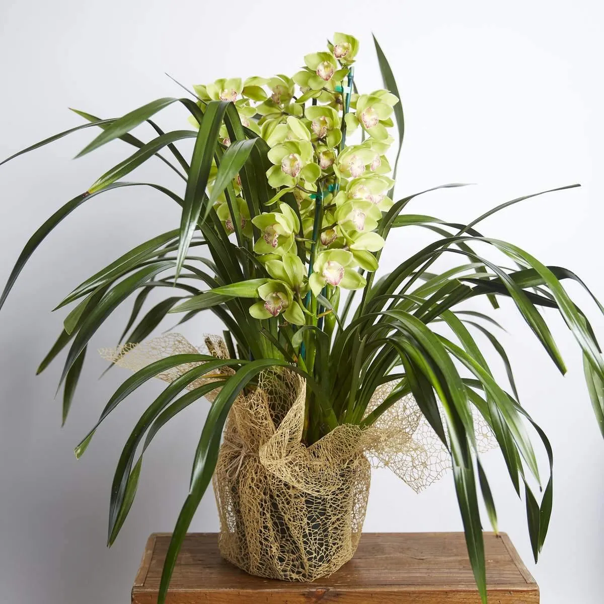 Cymbidium Orchids