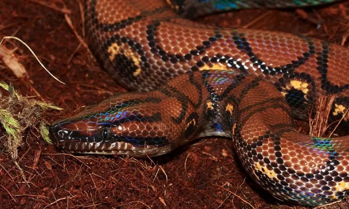 Entry Tickets to the Reptile Garden