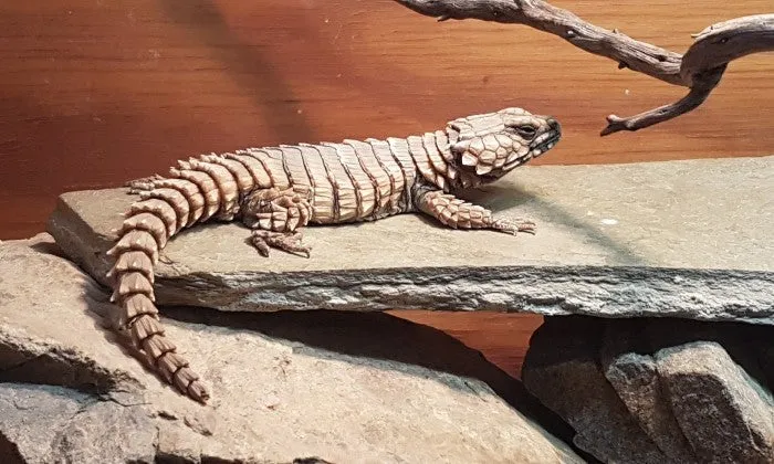 Entry Tickets to the Reptile Garden