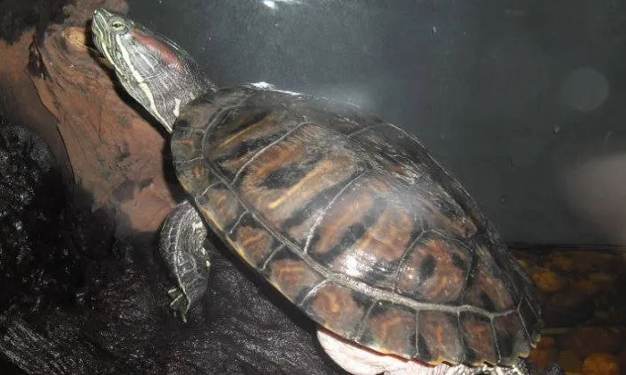 Entry Tickets to the Reptile Garden