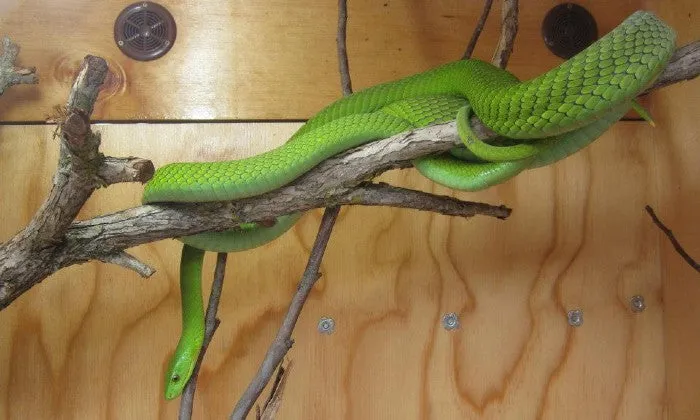 Entry Tickets to the Reptile Garden