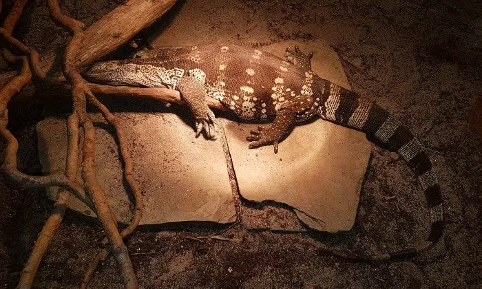 Entry Tickets to the Reptile Garden