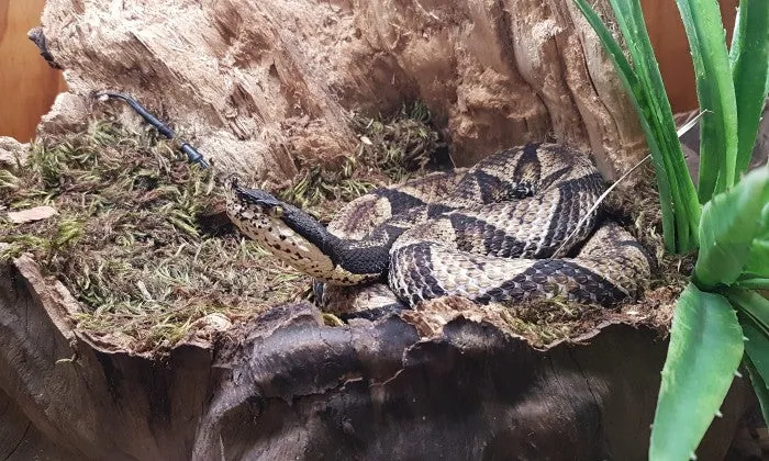 Entry Tickets to the Reptile Garden