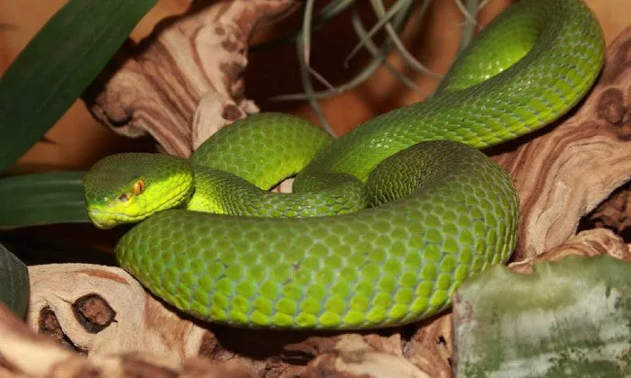 Entry Tickets to the Reptile Garden