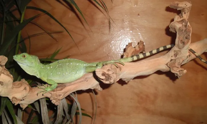Entry Tickets to the Reptile Garden