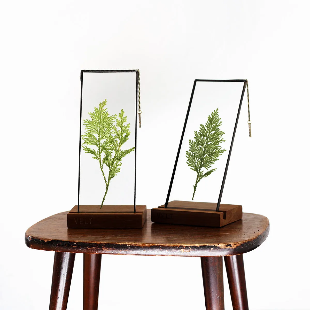 VELT Botanical Frame - Ferns