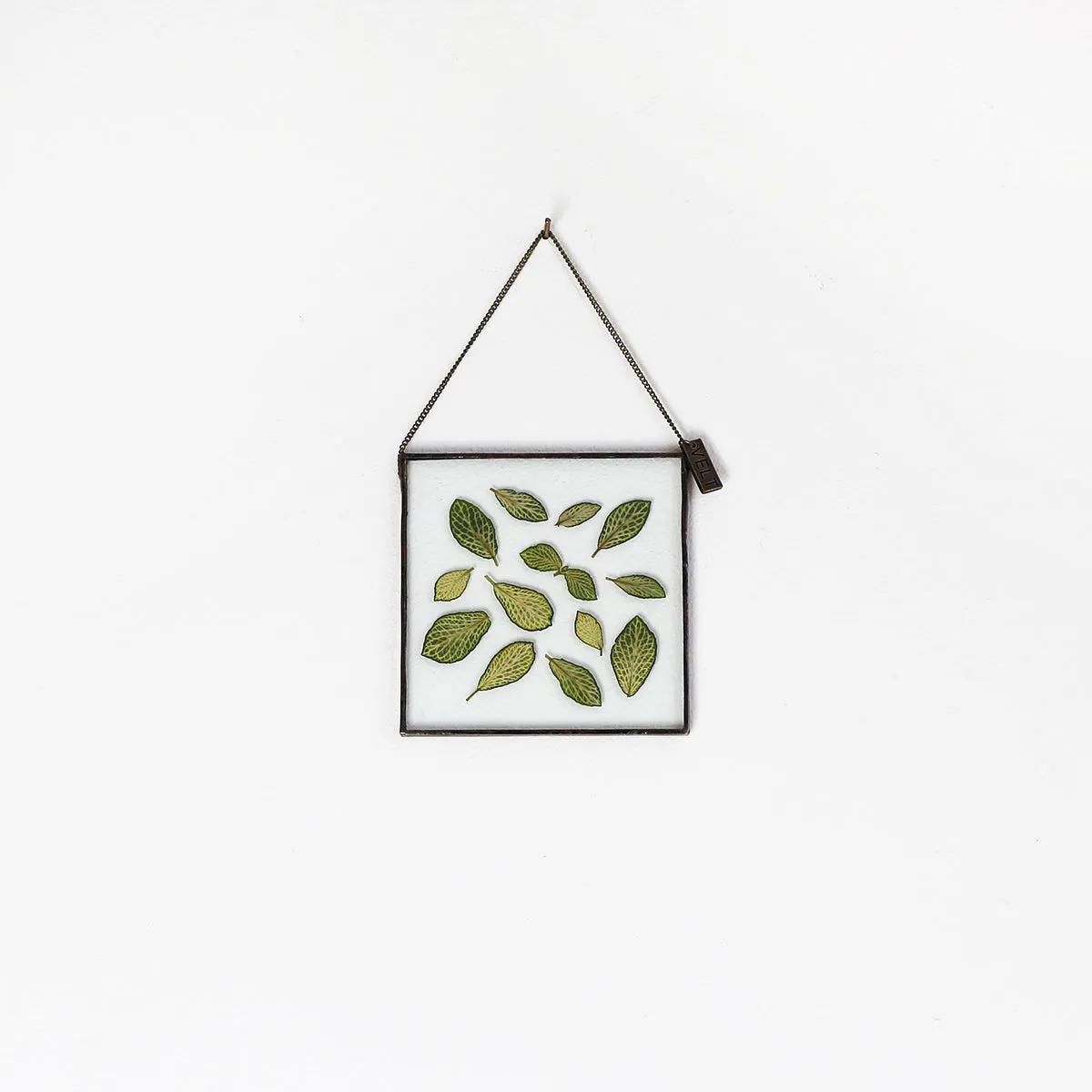 VELT Botanical Frame - Fittonia
