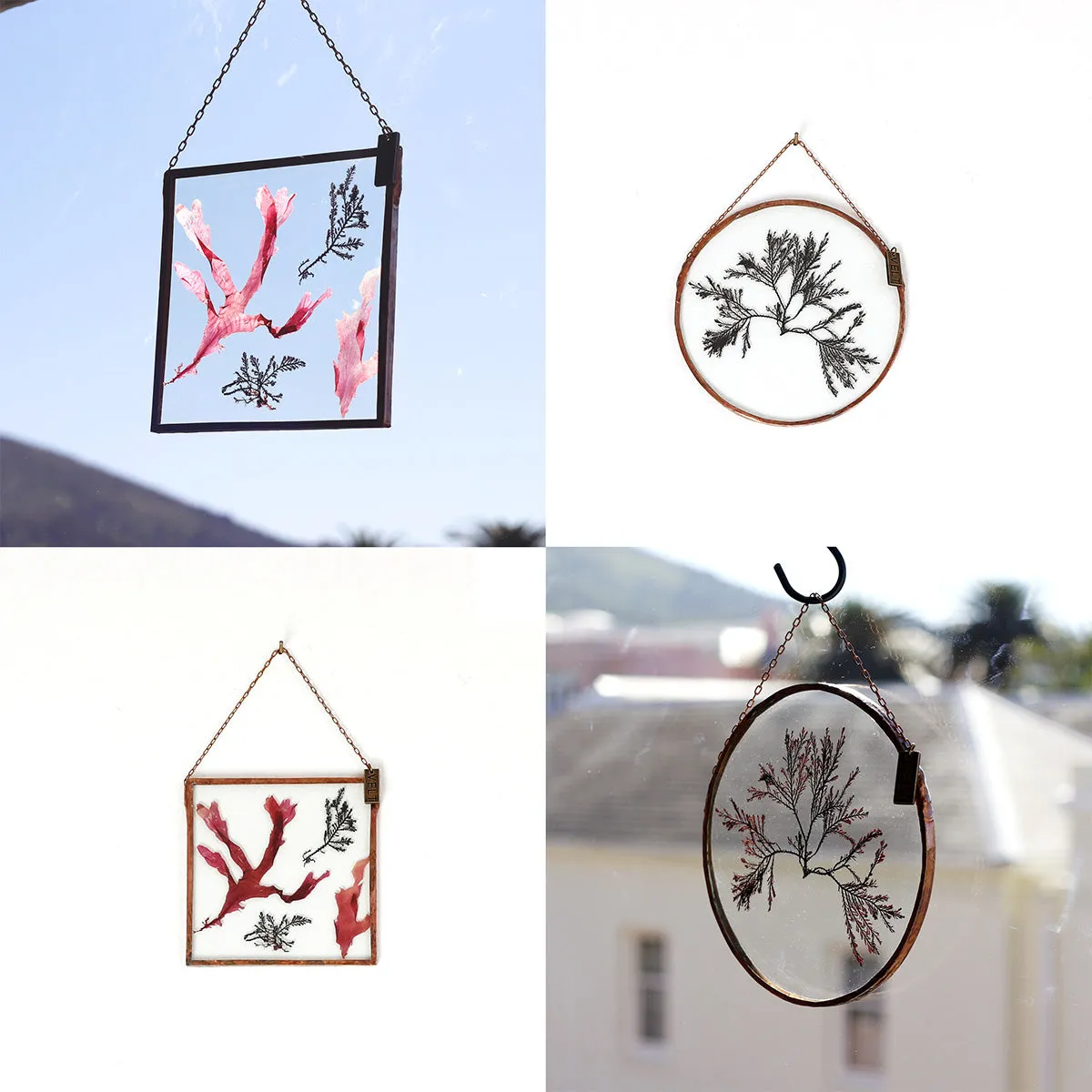 VELT Botanical Frame - Seaweeds