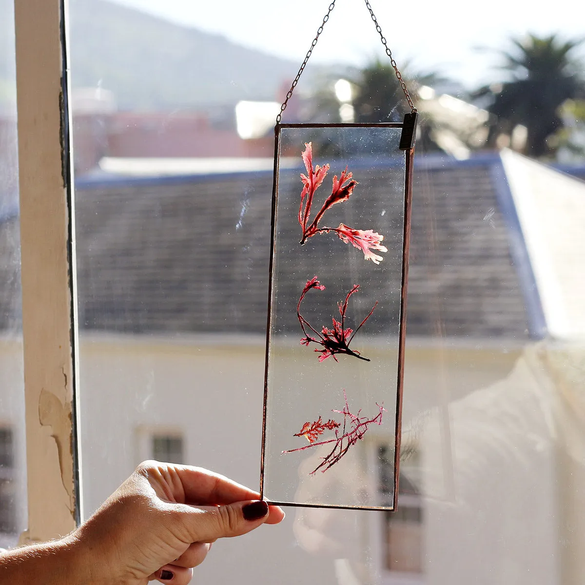 VELT Botanical Frame - Seaweeds