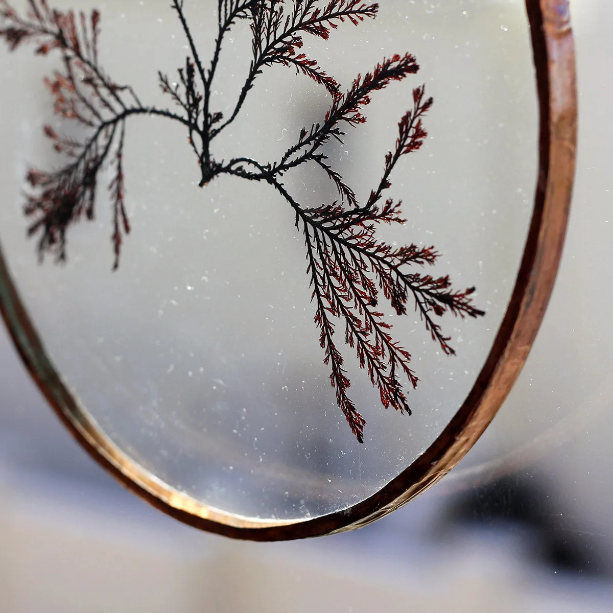 VELT Botanical Frame - Seaweeds