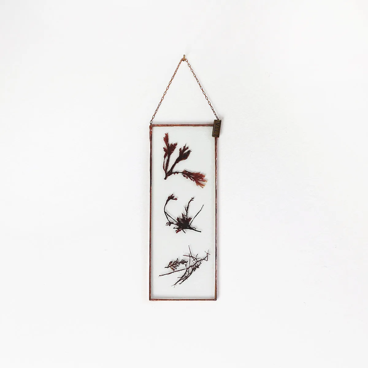VELT Botanical Frame - Seaweeds