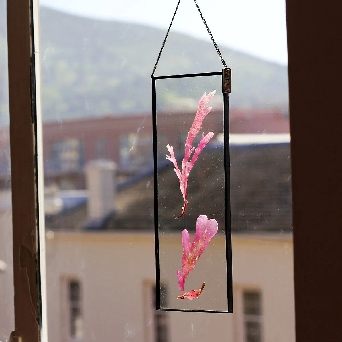VELT Botanical Frame - Seaweeds
