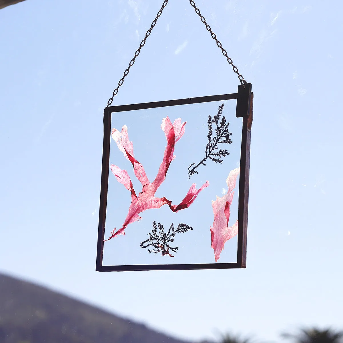 VELT Botanical Frame - Seaweeds