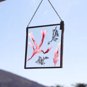 VELT Botanical Frame - Seaweeds