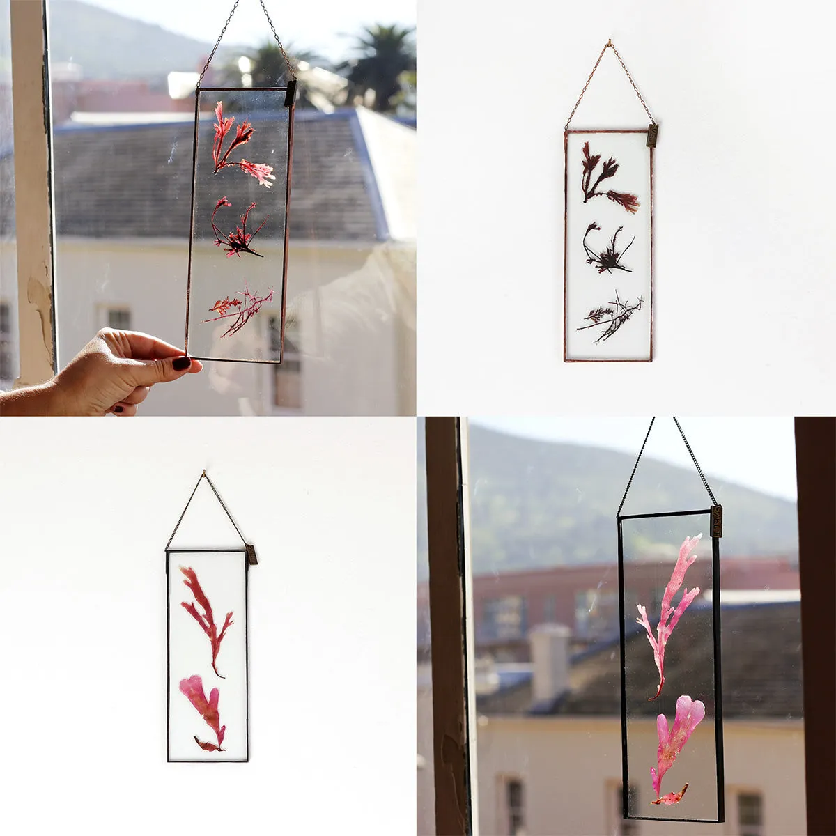VELT Botanical Frame - Seaweeds