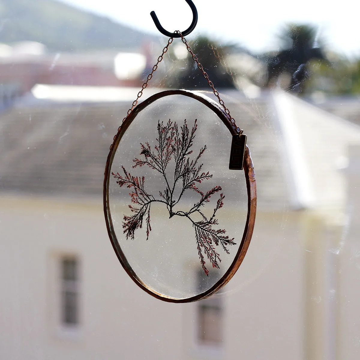 VELT Botanical Frame - Seaweeds
